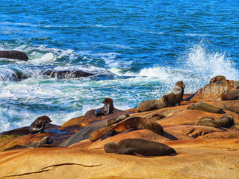 fur seal ans sea ​​lions in Cabo Polonio National Park in Rocha, Uruguay